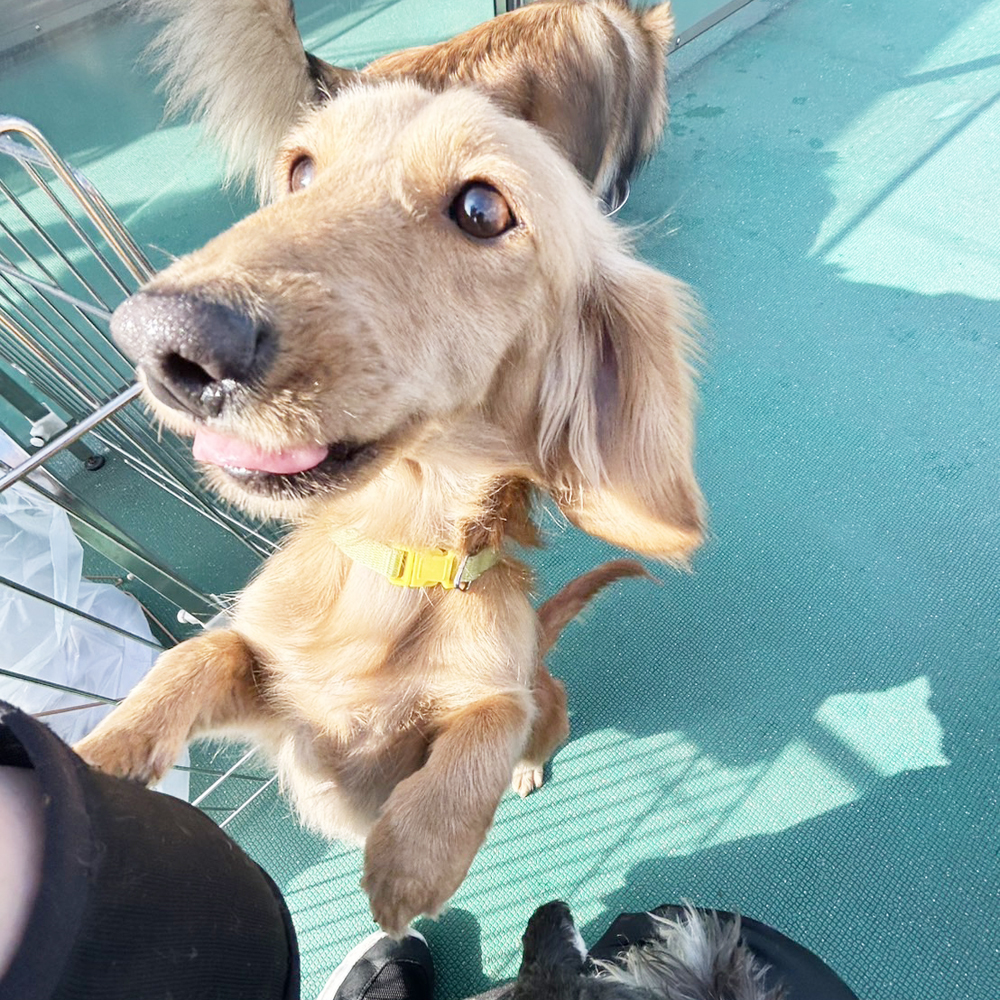 生徒が撮影したモデル犬の写真♪
